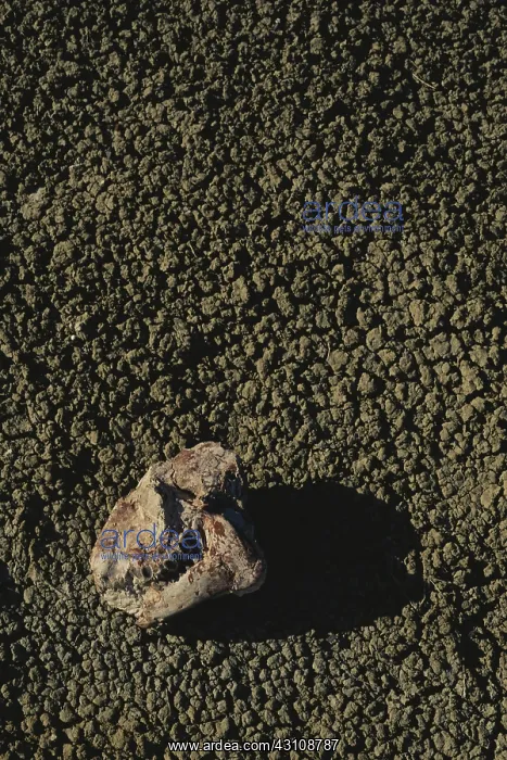 : Oreodont Skull : Oreodont Skull