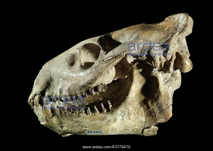 : Oreodont Skull : Oreodont Skull