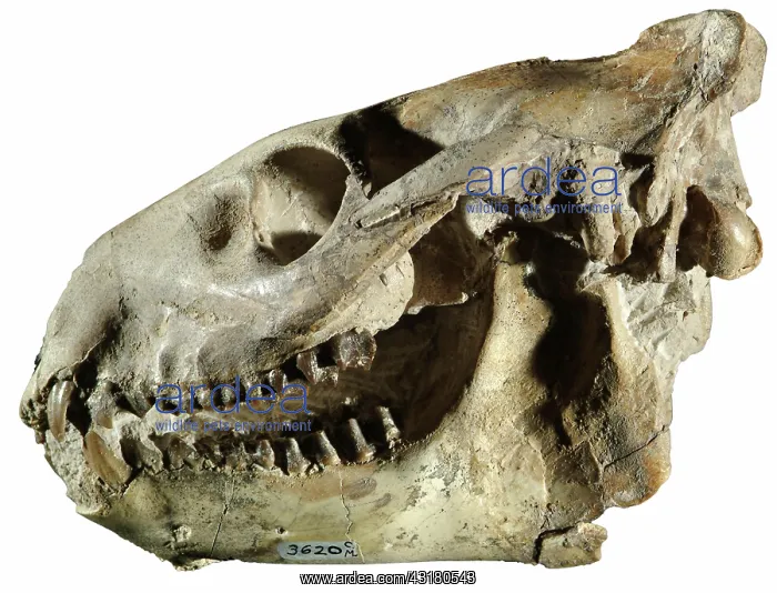 : Oreodont Skull : Oreodont Skull