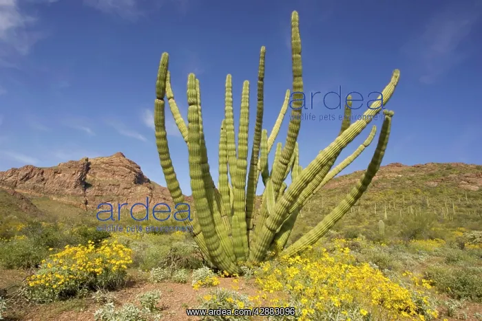 : Organ Pipe Cactus : Organ Pipe Cactus