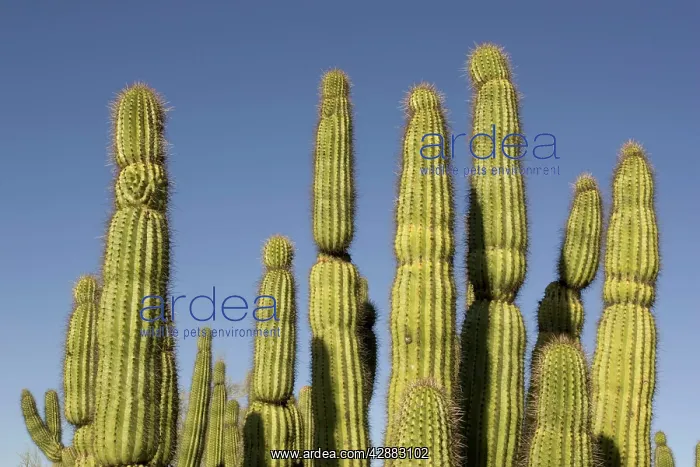 : Organ Pipe Cactus : Organ Pipe Cactus