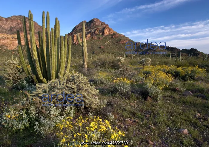 : Organ Pipe Cactus - with bristlebush, Opuntia spp & Lupines : Organ Pipe Cactus - with bristlebush, Opuntia spp & Lupines