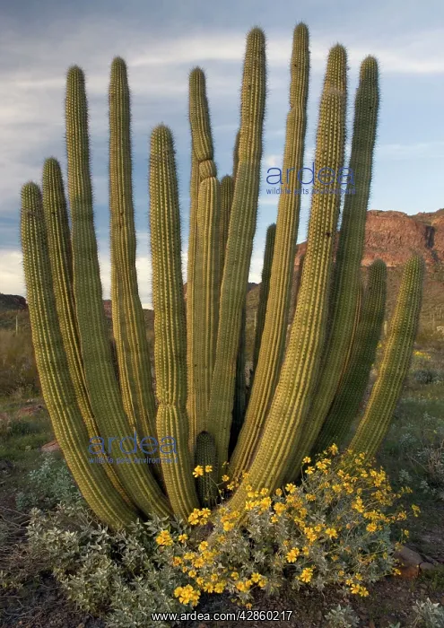 : Organ pipe cactus, with brittle bush in flower : Organ pipe cactus, with brittle bush in flower