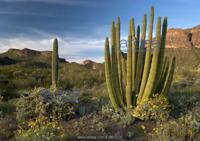 : Organ pipe cactus, with brittlebush in flower (Encelia : Organ pipe cactus, with brittlebush in flower (Encelia