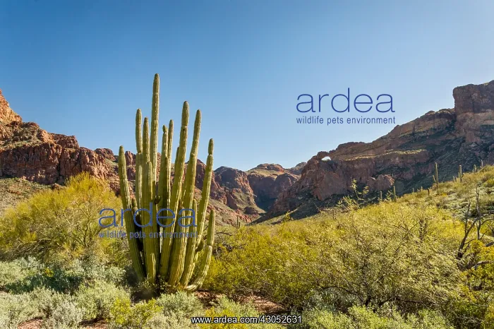 : Organ Pipe cactus and double arches at Arch Canyon : Organ Pipe cactus and double arches at Arch Canyon