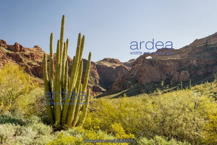 : Organ Pipe cactus and double arches at Arch Canyon : Organ Pipe cactus and double arches at Arch Canyon