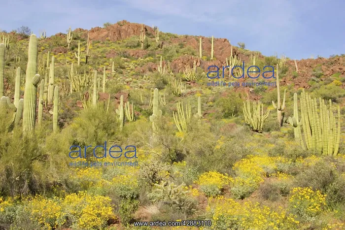 : Organ Pipe Cactus and Giant Saguaro (Carnegiea gigantea) : Organ Pipe Cactus and Giant Saguaro (Carnegiea gigantea)