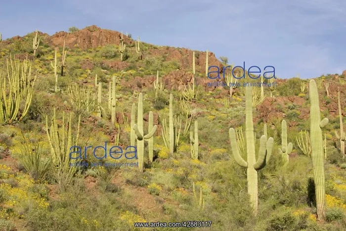 : Organ Pipe Cactus and Giant Saguaro (Carnegiea gigantea) : Organ Pipe Cactus and Giant Saguaro (Carnegiea gigantea)