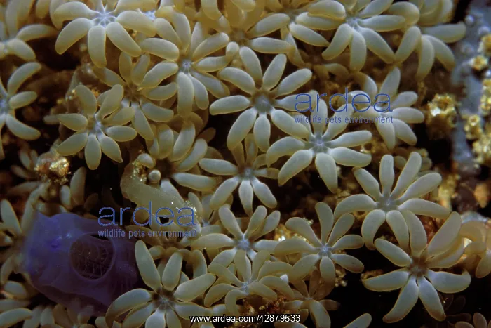 : Organ Pipe Coral : Organ Pipe Coral