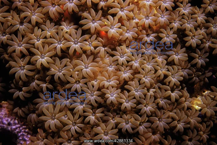 : Organ Pipe Coral : Organ Pipe Coral