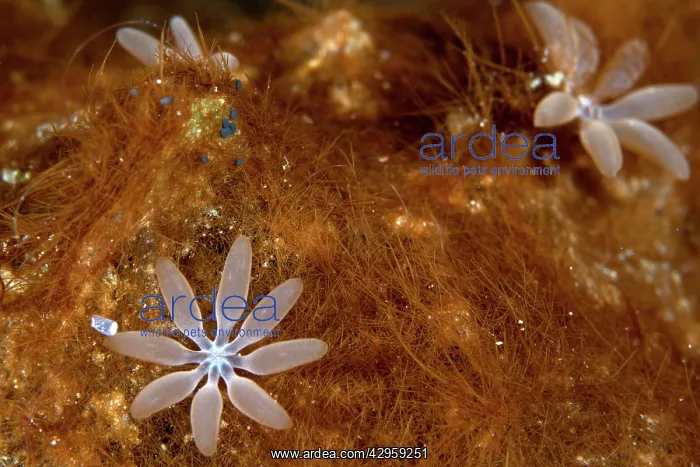 : Organ Pipe Coral : Organ Pipe Coral