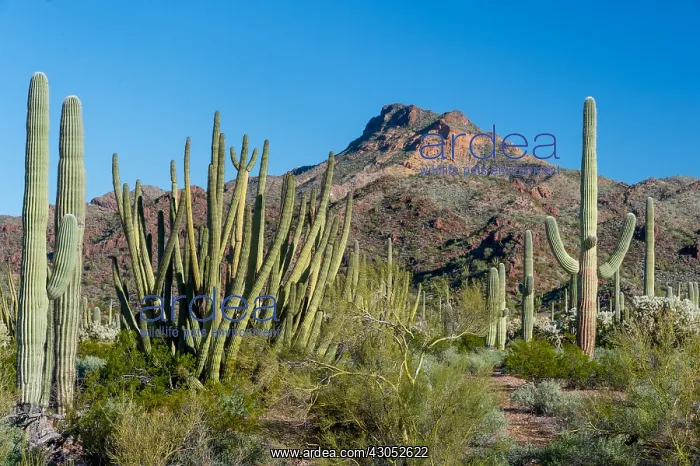 : Organ Pipe and saguaro cactus with Tillotson Peak : Organ Pipe and saguaro cactus with Tillotson Peak