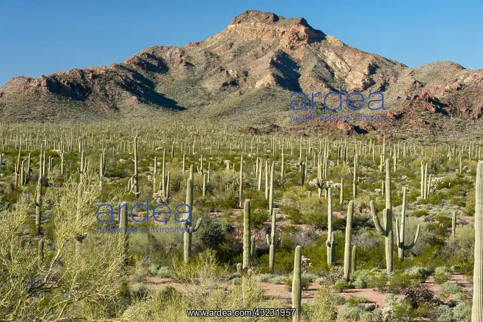 : Organ Pipe and saguaro cactus with Tillotson Peak : Organ Pipe and saguaro cactus with Tillotson Peak