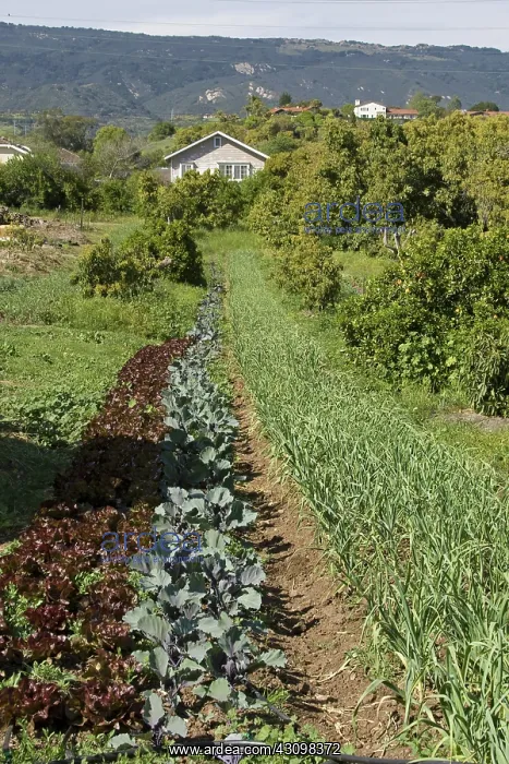 : Organic Alley Farming, California : Organic Alley Farming, California
