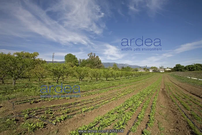 : Organic Alley Farming, California : Organic Alley Farming, California