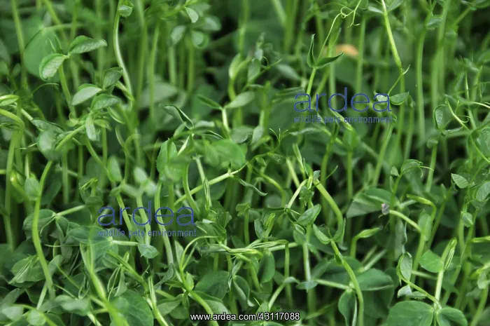 : Organic Buckwheat Sprouts : Organic Buckwheat Sprouts
