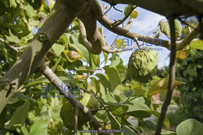 : Organic Cherimoya : Organic Cherimoya