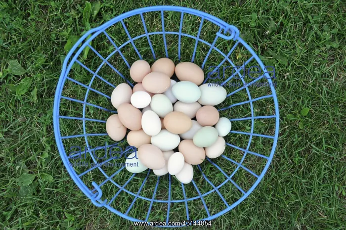  : Organic Eggs in a Basket
