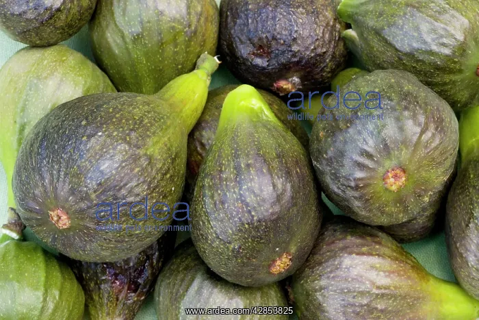 : Organic figs - grown and picked in Dorset : Organic figs - grown and picked in Dorset