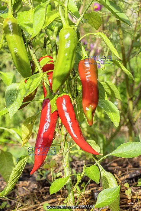 : Organic Gorria pepper (Espelette type) : Organic Gorria pepper (Espelette type)
