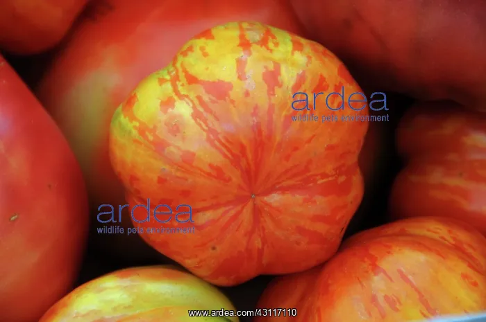 : Organic Heirloom Tomatoes : Organic Heirloom Tomatoes