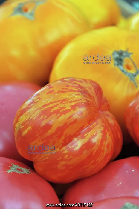 : Organic Heirloom Tomatoes : Organic Heirloom Tomatoes