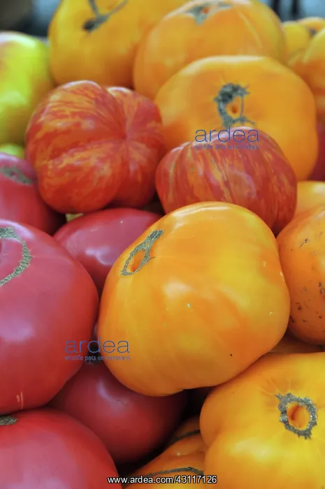 : Organic Heirloom Tomatoes : Organic Heirloom Tomatoes