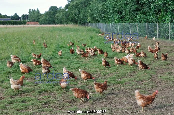 : Organic laying hens on their way outside Britain : Organic laying hens on their way outside Britain