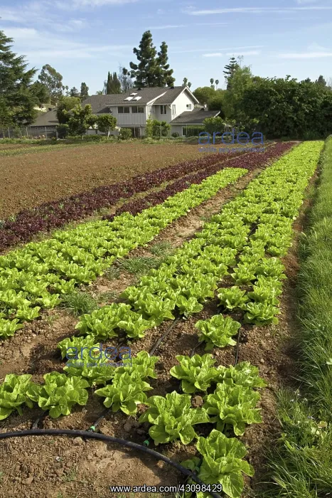 : Organic Lettuce Crop : Organic Lettuce Crop