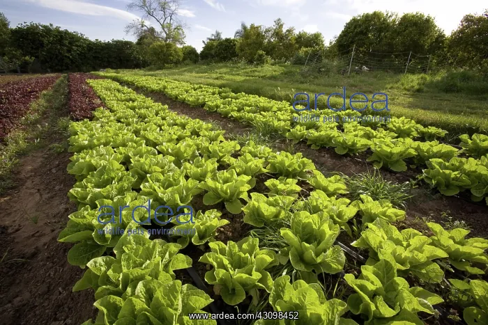 : Organic Lettuce Crop : Organic Lettuce Crop