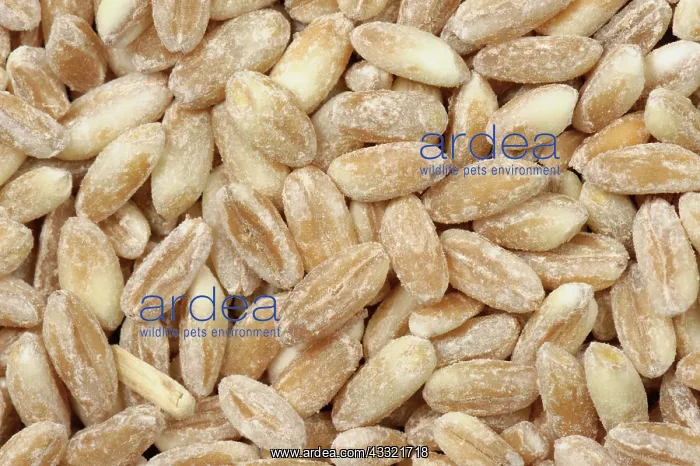  : Organic milled spelt wheat