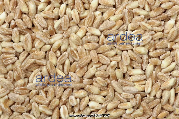 : Organic milled spelt wheat : Organic milled spelt wheat