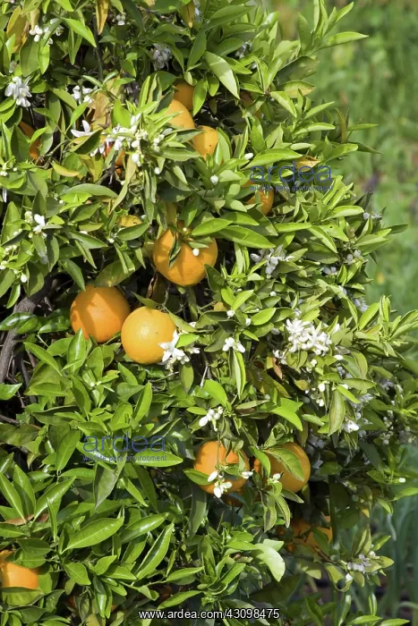 : Organic Oranges : Organic Oranges