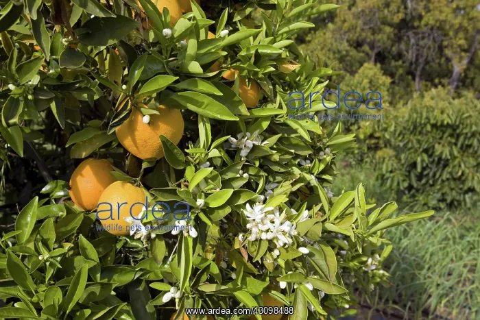 : Organic Oranges : Organic Oranges