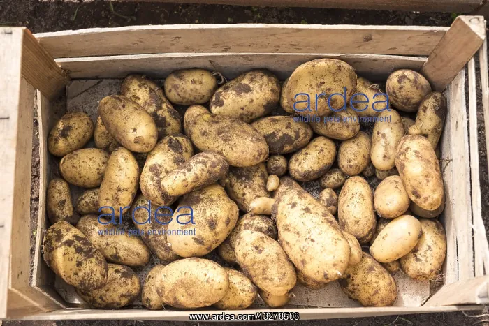 : Organic Potato Dolreine : Organic Potato Dolreine