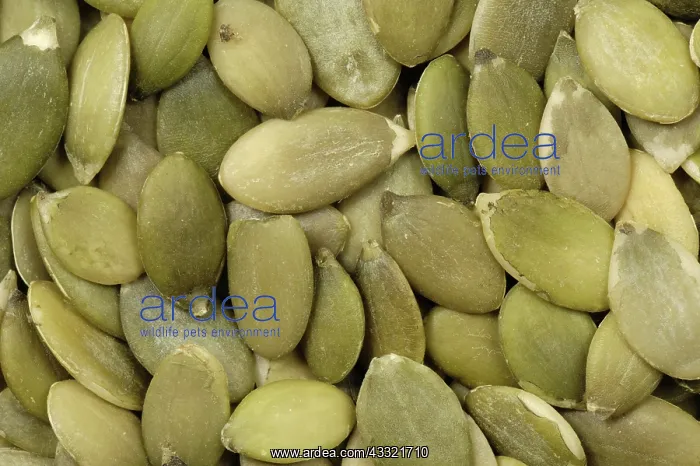 : Organic pumpkin seeds : Organic pumpkin seeds