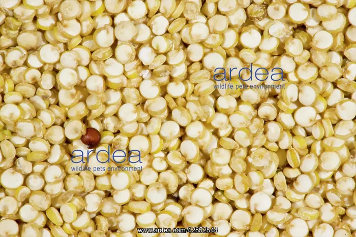 : Organic Quinoa - grains; nutritious food grain : Organic Quinoa - grains; nutritious food grain