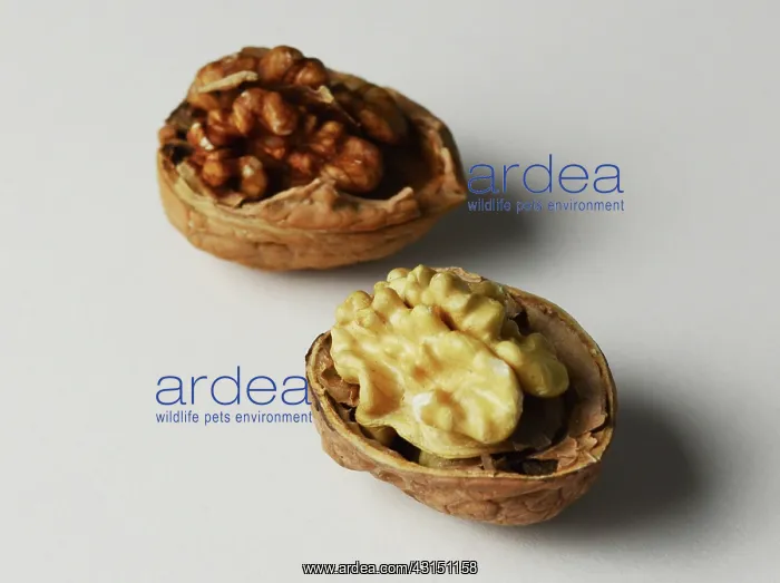 : An organic and a regular walnut : An organic and a regular walnut