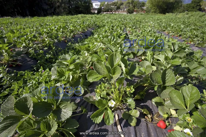 : Organic Strawberry Crop : Organic Strawberry Crop