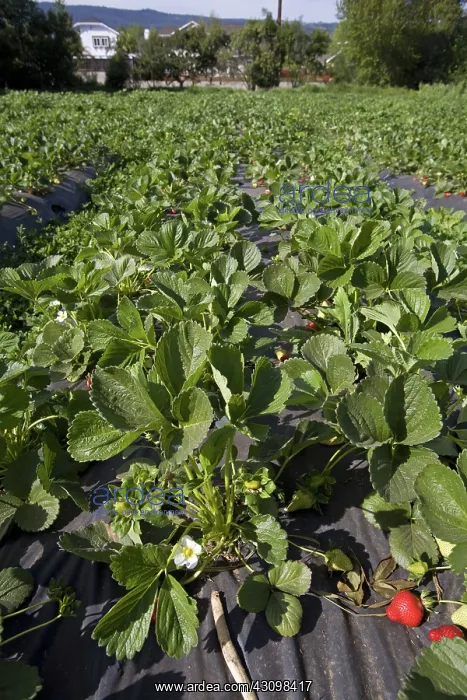 : Organic Strawberry Crop : Organic Strawberry Crop