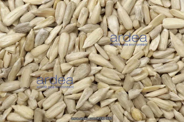 : Organic sunflower seeds : Organic sunflower seeds