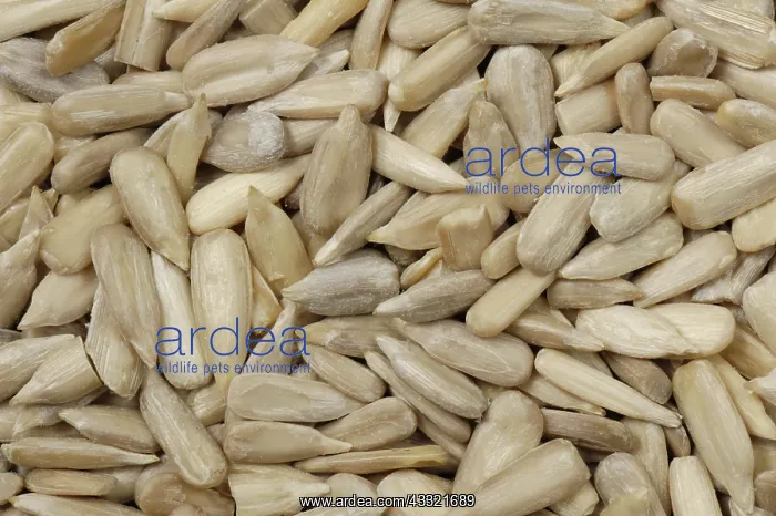 : Organic sunflower seeds : Organic sunflower seeds