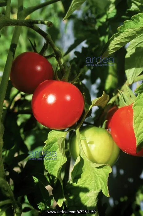 : Organic Tomatoes : Organic Tomatoes