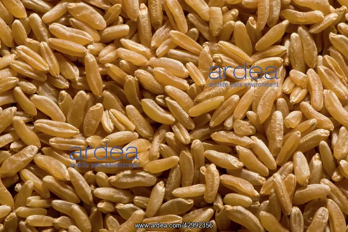 : Organically grown Kamut / Khorasan wheat : Organically grown Kamut / Khorasan wheat