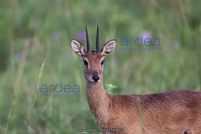 : Oribi Antelope : Oribi Antelope