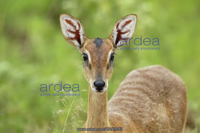 : Oribi Antelope : Oribi Antelope
