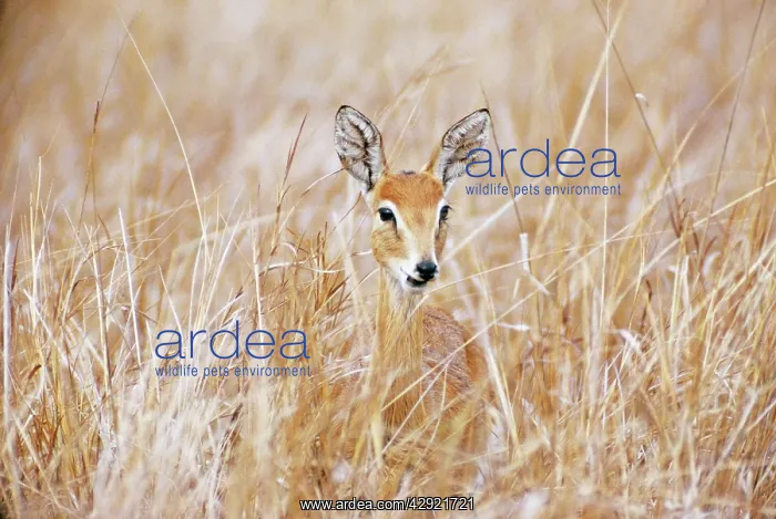 : Oribi - female : Oribi - female