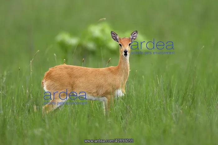 : Oribi (Ourebia ourebi Montana). Ethiopia. Sub species in western Ethiopia and Sudan : Oribi (Ourebia ourebi Montana). Ethiopia. Sub species in western Ethiopia and Sudan