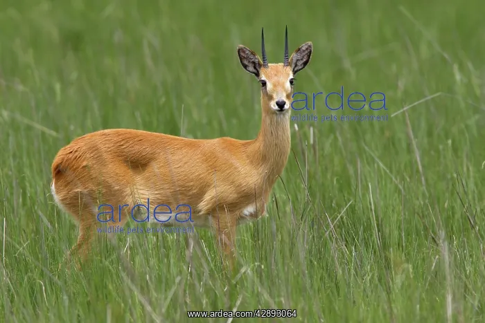 : Oribi (Ourebia ourebi Montana). Ethiopia. Sub species in western Ethiopia and Sudan : Oribi (Ourebia ourebi Montana). Ethiopia. Sub species in western Ethiopia and Sudan