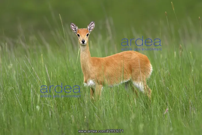 : Oribi (Ourebia ourebi Montana). Ethiopia. Sub species in western Ethiopia and Sudan : Oribi (Ourebia ourebi Montana). Ethiopia. Sub species in western Ethiopia and Sudan